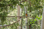 photo thumbnail #5