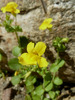 2011-06-05 :1: Mount Lemmon / Lemmon Rock Loop :: cindyl