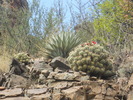 photo thumbnail #6