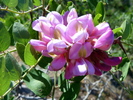 photo thumbnail #13
