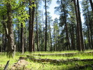 photo thumbnail #12
