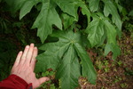 photo thumbnail #13