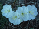 photo thumbnail #15