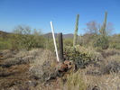 photo thumbnail #12