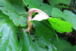 photo thumbnail #14