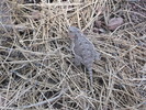 photo thumbnail #13
