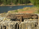 photo thumbnail #12