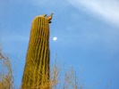 photo thumbnail #2