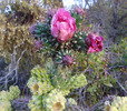 photo thumbnail #4