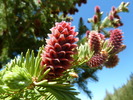 Featured Detail Photo