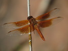 photo thumbnail #5