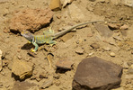photo thumbnail #9