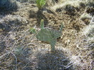 photo thumbnail #9