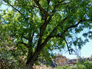 photo thumbnail #11