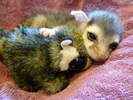 photo thumbnail #5