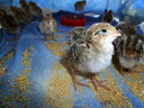 photo thumbnail #8