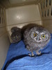2011-06-28 :: Wildlife Rehab :: sirena