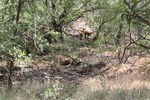 photo thumbnail #5