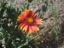 photo thumbnail #4
