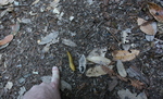 photo thumbnail #7