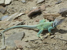 photo thumbnail #10