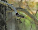 photo thumbnail #13