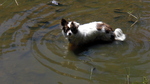 photo thumbnail #4
