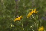 photo thumbnail #14
