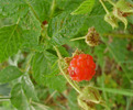 photo thumbnail #10