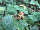 photo thumbnail #7