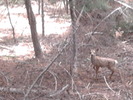 photo thumbnail #5