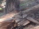 photo thumbnail #9