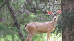 photo thumbnail #2