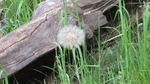 photo thumbnail #12