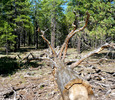 photo thumbnail #5