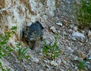 photo thumbnail #1