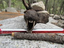 photo thumbnail #6