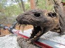 photo thumbnail #9