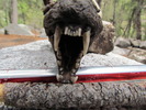 photo thumbnail #11