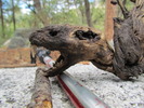 photo thumbnail #12