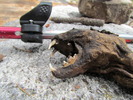 photo thumbnail #15