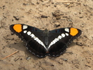 photo thumbnail #8