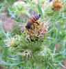 photo thumbnail #14