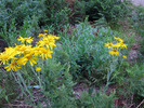 photo thumbnail #15