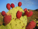 photo thumbnail #10