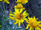photo thumbnail #12