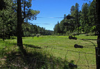 photo thumbnail #7