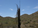 photo thumbnail #4