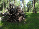 photo thumbnail #7