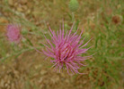 photo thumbnail #12